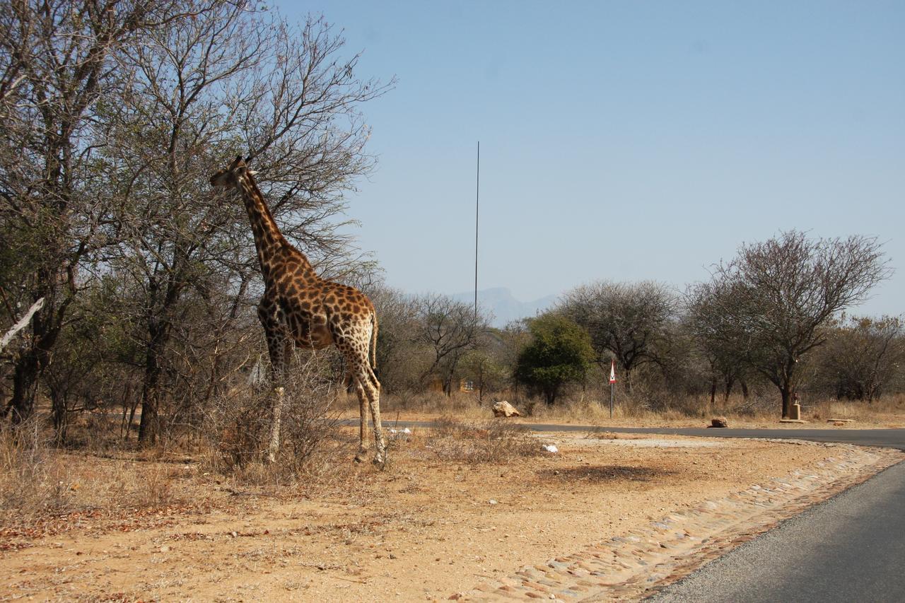 Giraffe Lodge 호에드스프뤼트 외부 사진